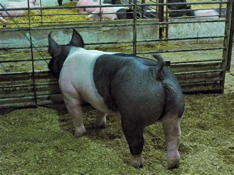 Where are you coming from?. . Hampshire pigs for sale in texas